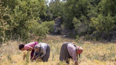 MERSİN BÜYÜKŞEHİR YEREL TOHUMLARI GELECEĞE TAŞIYOR Mersin Büyükşehir Belediyesi Tarımsal Hizmetler Dairesi Başkanlığı, yerel tohumların gelecek
