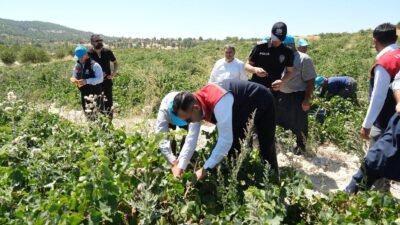 Mersin’in Gülnar ilçesinde bağcılığın önemli ürünlerinden olan kuş üzümünde hasat