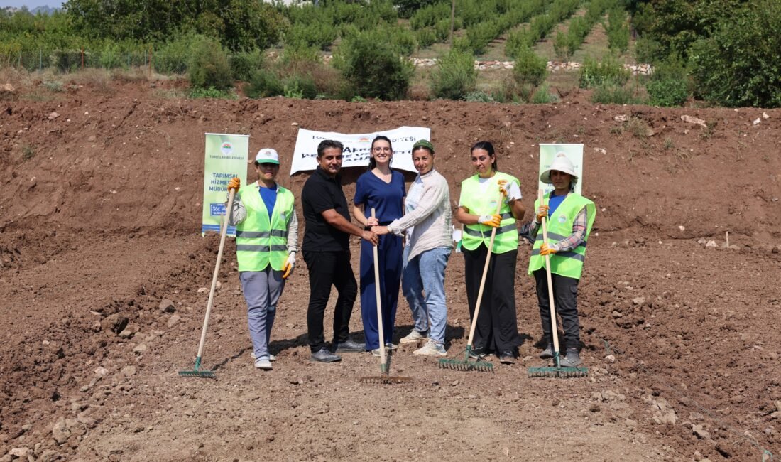 TOROSLAR’DA KIRMIZI ALTIN SAFRAN TOPRAKLA BULUŞTU Toroslar Belediyesi, tarımsal üretimde ürün çeşitliliğini artırmak ve üreticilere yüksek