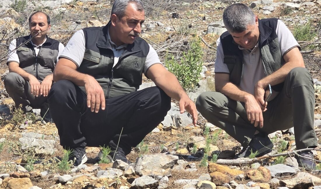 Küllerin Ardından Yeşeren Gelecek Mersin Orman Bölge Müdürü Sayın Zafer Kızıl, 2025 yılında yangınlardan