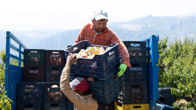 Mezitli Belediyesi, kentte şeftali üretimi yapan çiftçi ve üreticilerin ürünlerini