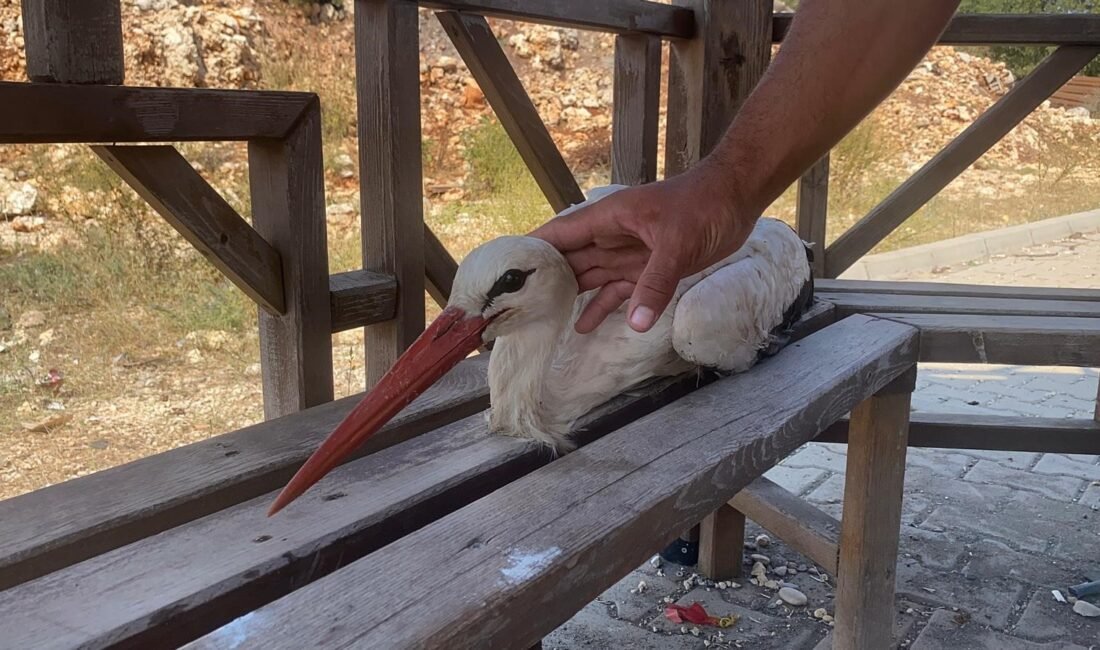 Bitkin düşen leyleğe mahallenin gençleri sahip çıktı Mersin’in Erdemli ilçesinde bitkin düşen leylek gençler tarafından koruma altına