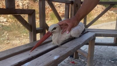 Mersin’in Erdemli ilçesinde bitkin düşen leylek gençler tarafından koruma altına