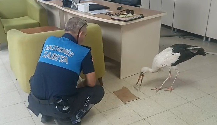 Mersin’de yaralı halde bulunan leylek koruma altına alındı Mersin’in Akdeniz ilçesine bağlı Kazanlı Mahallesi’nde bir iş yerinin bahçesinde