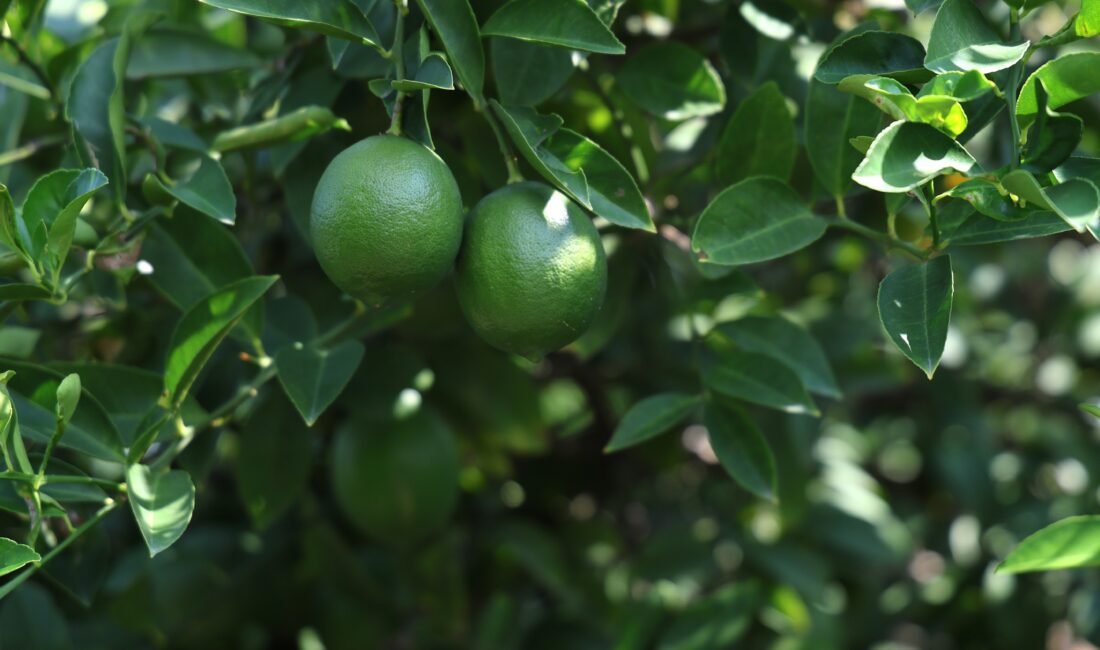 Limon üreticisinin gözü Rusya’da: Gemiler gitmeyince hasat yavaşladı Türkiye’nin en önemli limon üretim merkezlerinden Adana’da limonun ihracat izni