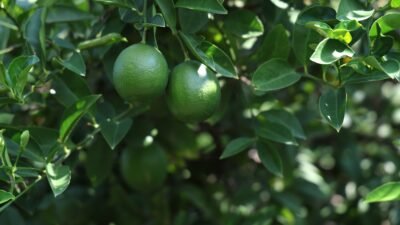 Türkiye’nin en önemli limon üretim merkezlerinden Adana’da limonun ihracat izni