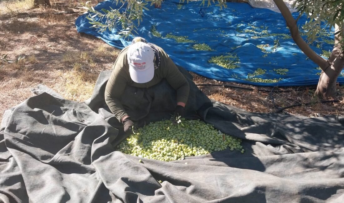 Türkiye’nin önemli üretim merkezlerinden Mersin‘in Mut ilçesinde zeytin hasadı başlarken