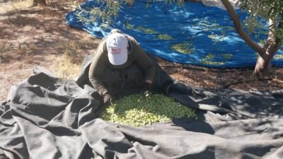 Türkiye’nin önemli üretim merkezlerinden Mersin‘in Mut ilçesinde zeytin hasadı başlarken