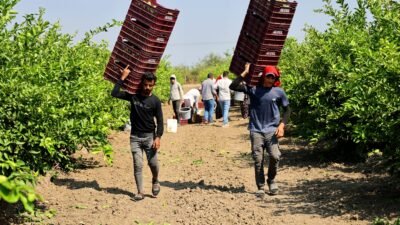 Adana, Mersin ve Hatay’da 2026 yılının tarım işçisi yevmiyelerinin elçi payı dahil