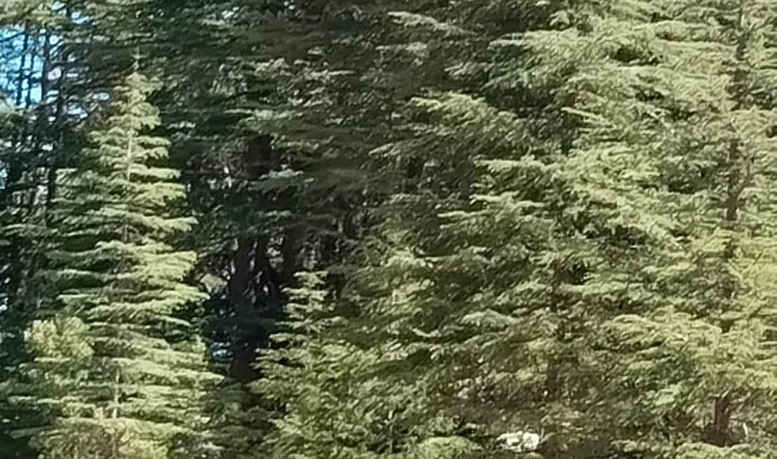 Mersin’in Gülnar ilçesinde kümeler halinde yayılan sedir ormanları, Torosların doğal
