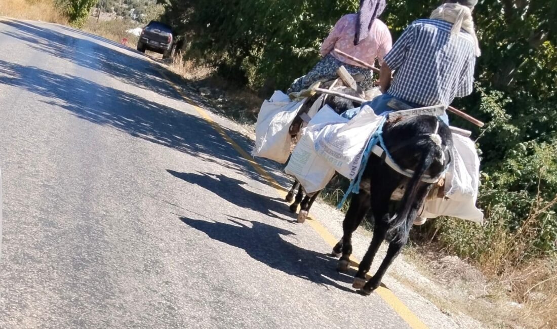 Gülnar’ın hafızasındaki eşekler artık yok denecek kadar az