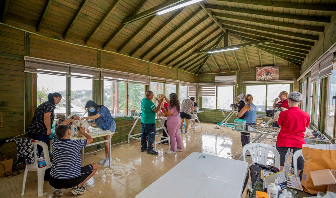 Mersin Büyükşehir Belediyesi Veteriner İşleri Dairesi Başkanlığı bünyesinde hizmet veren