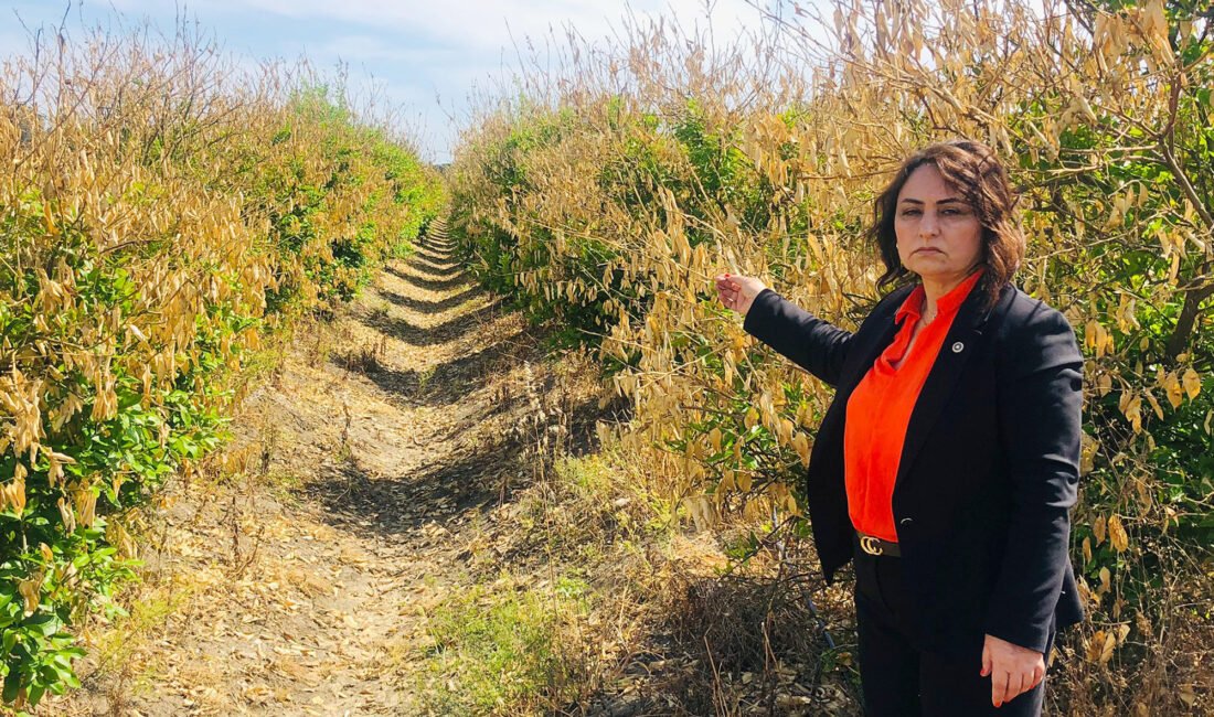 CHP Adana Milletvekili, TBMM Başkanlık Divanı Üyesi Dr. Müzeyyen Şevkin,