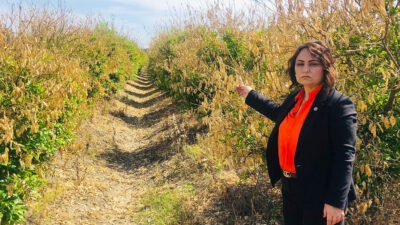 CHP Adana Milletvekili, TBMM Başkanlık Divanı Üyesi Dr. Müzeyyen Şevkin,