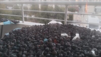 Mersin’in Gülnar ilçesinde bölgenin önemli geçim kaynaklarından biri olan kara