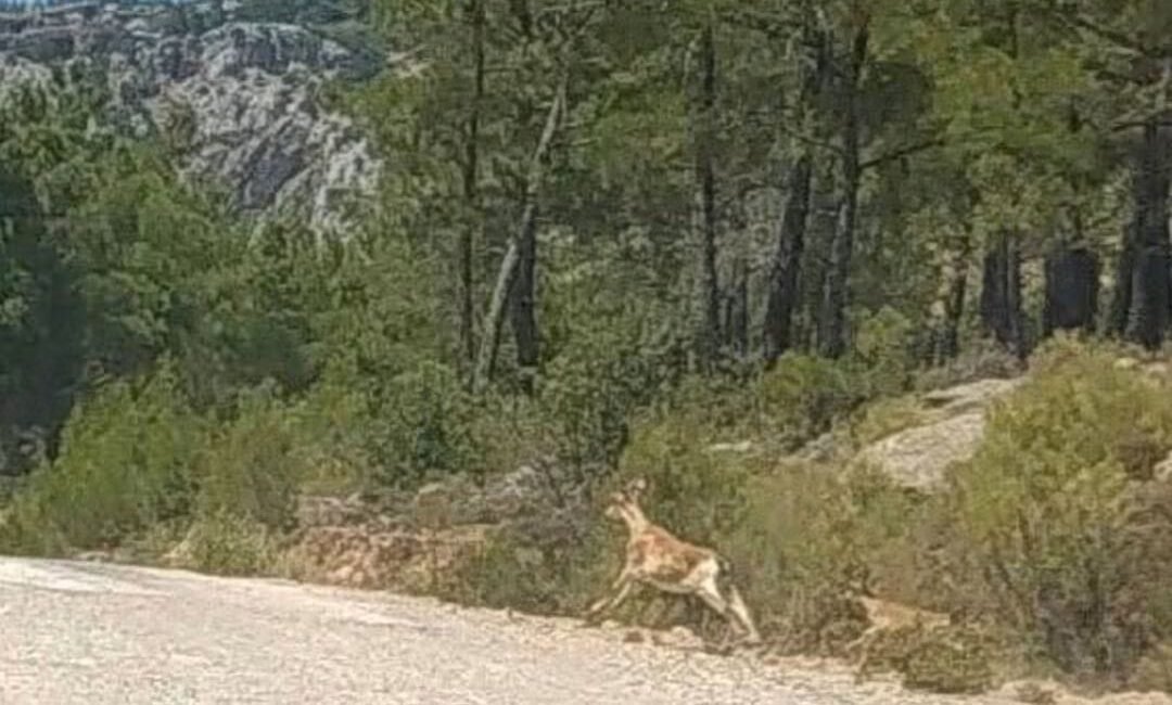 Taşeli vadilerinde dereler kurudu, yaban hayvanlarının suya erişimi zorlaştı
