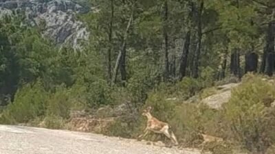 Taşeli vadilerinde dereler kurudu, yaban hayvanlarının suya erişimi zorlaştı

