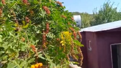 Mersin’in Gülnar ilçesinde geleneksel yöntemlerle üzüm pekmezi üretimi sürdürülüyor. İklim