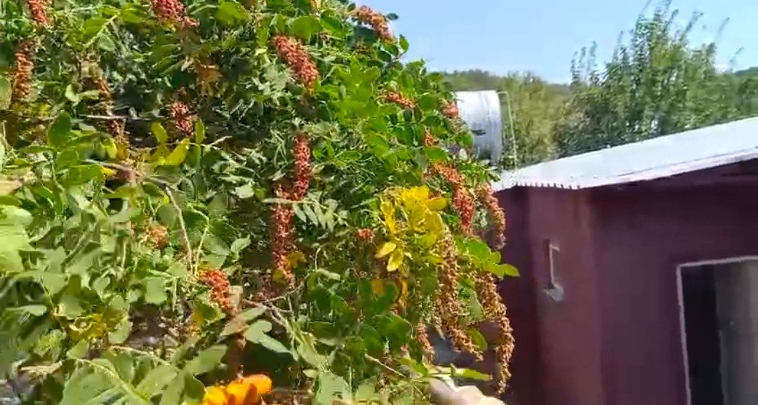 Mersin’in Gülnar ilçesinde geleneksel yöntemlerle üzüm pekmezi üretimi sürdürülüyor. İklim