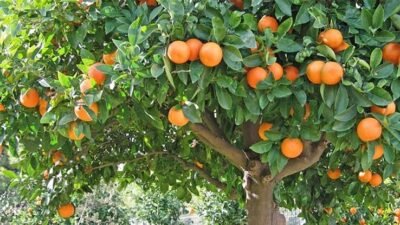 Mersin Ziraat Odaları İl Koordinasyon Kurulu, yaklaşan narenciye sezonu öncesi