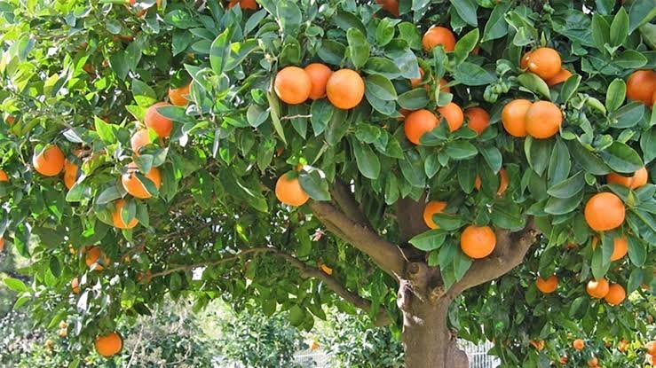 Mersin Ziraat Odalarından Narenciye İhracatı İçin Acil Önlem Çağrısı Mersin Ziraat Odaları İl Koordinasyon Kurulu, yaklaşan narenciye sezonu öncesi