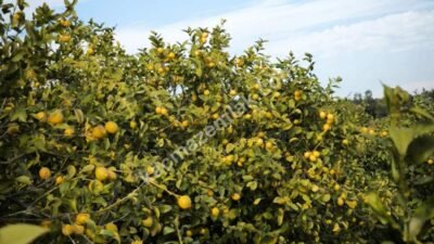 Yeminli Mali Müşavir Ahmet Akın, Mersin limon üreticisinin yaşadığı sorunlara dikkat