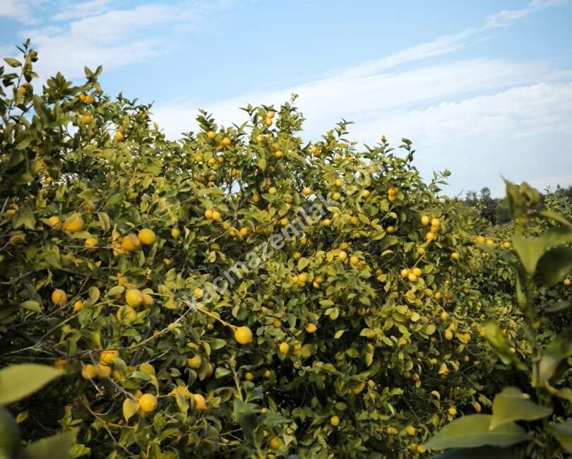 Yeminli Mali Müşavir Ahmet Akın, Mersin limon üreticisinin yaşadığı sorunlara dikkat