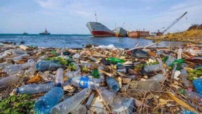 Mersin Çevre ve Doğa Derneği, Akdeniz’in Anamur kıyılarında yeniden başlatılan