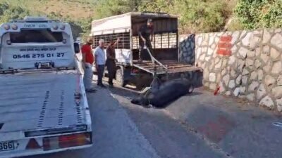 Mersin’de kamyonetten düşen büyükbaş hayvan bayıltılarak götürüldü Mersin’in Tarsus ilçesinde gece saatlerinde seyir halindeki kamyonetten düşen büyükbaş