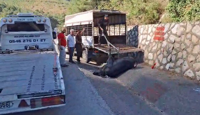 Mersin’de kamyonetten düşen büyükbaş hayvan bayıltılarak götürüldü Mersin’in Tarsus ilçesinde gece saatlerinde seyir halindeki kamyonetten düşen büyükbaş