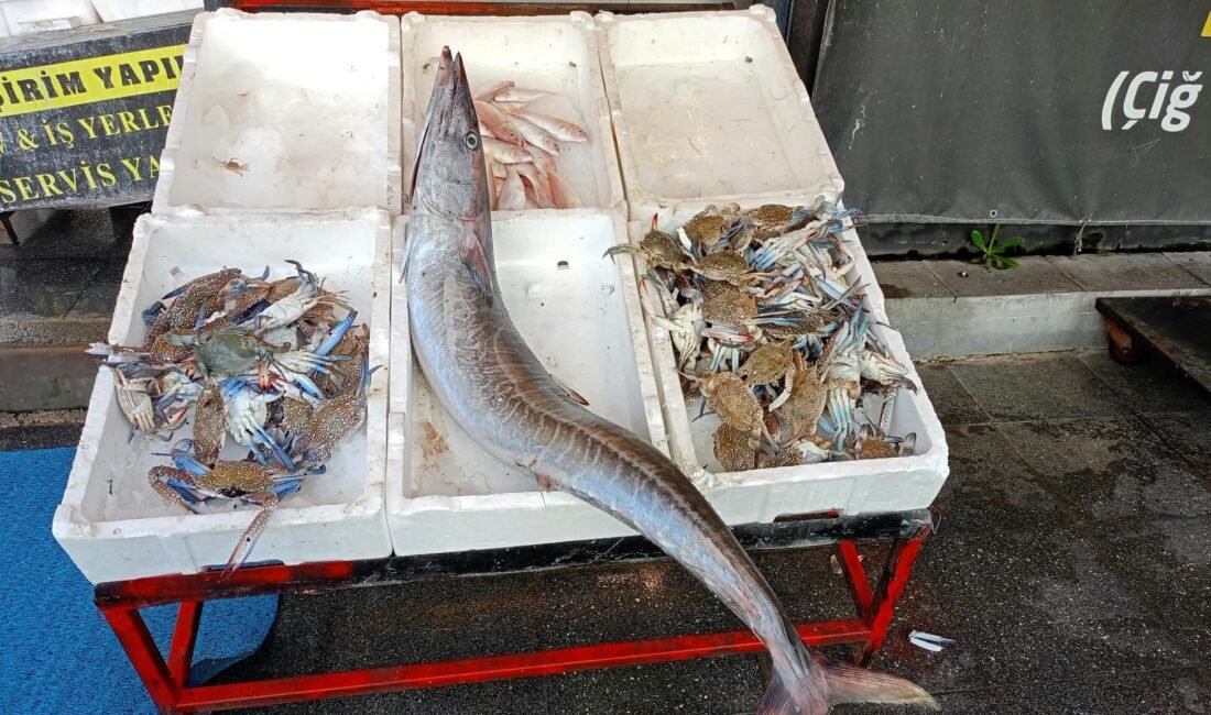 Akdeniz’de 12 kilogramlık ceylan balığı yakalandı Akdeniz açıklarında balıkçılar, 1,5 metre uzunluğunda ve yaklaşık 12 kilogram