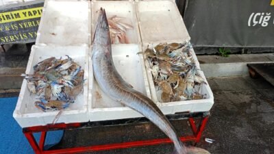 Akdeniz açıklarında balıkçılar, 1,5 metre uzunluğunda ve yaklaşık 12 kilogram