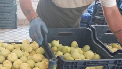 Mersin’de incir sezonu sona erdi, üreticisinin yüzü güldü Mersin’in Mut ilçesinde hasadı tamamlanan incirin, sezona kilosu 200 lirayla