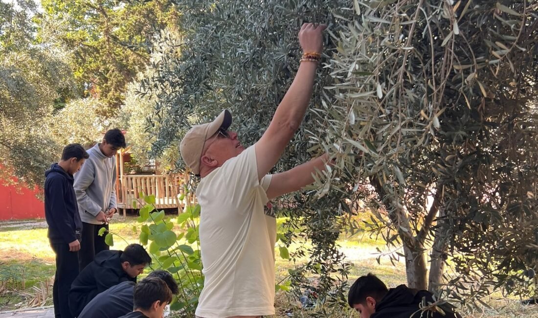 Mersin‘de, Nihal Erdem Anadolu Lisesinde geleneksel olarak düzenlenen zeytin hasadı