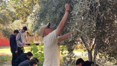 Mersin‘de, Nihal Erdem Anadolu Lisesinde geleneksel olarak düzenlenen zeytin hasadı