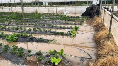 Mersin’in Silifke ve Erdemli ilçesinde şiddetli yağış etkili oldu, birçok