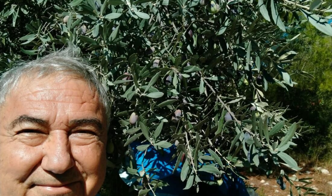 GÜLNAR’DA ZEYTİN HASADI BAŞLADI SON YAĞIŞLAR ÜRETİCİNİN YÜZÜNÜ GÜLDÜRDÜ! Mersin’in Gülnar ilçesinde zeytin hasadı başladı. Son yağışlarla birlikte üreticilerin