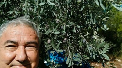 GÜLNAR’DA ZEYTİN HASADI BAŞLADI SON YAĞIŞLAR ÜRETİCİNİN YÜZÜNÜ GÜLDÜRDÜ! Mersin’in Gülnar ilçesinde zeytin hasadı başladı. Son yağışlarla birlikte üreticilerin