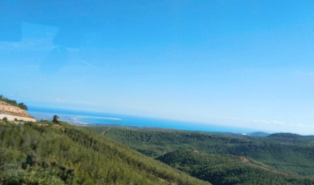 YAĞMURLA ORMANLAR DA GÜLDÜ! Kızılçam ormanları, yağmurun ardından yeşilin en güzel tonlarına büründü