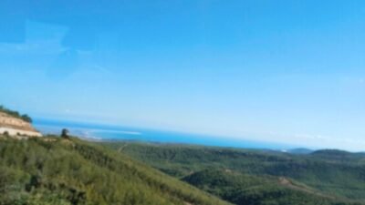 YAĞMURLA ORMANLAR DA GÜLDÜ! Kızılçam ormanları, yağmurun ardından yeşilin en güzel tonlarına büründü
